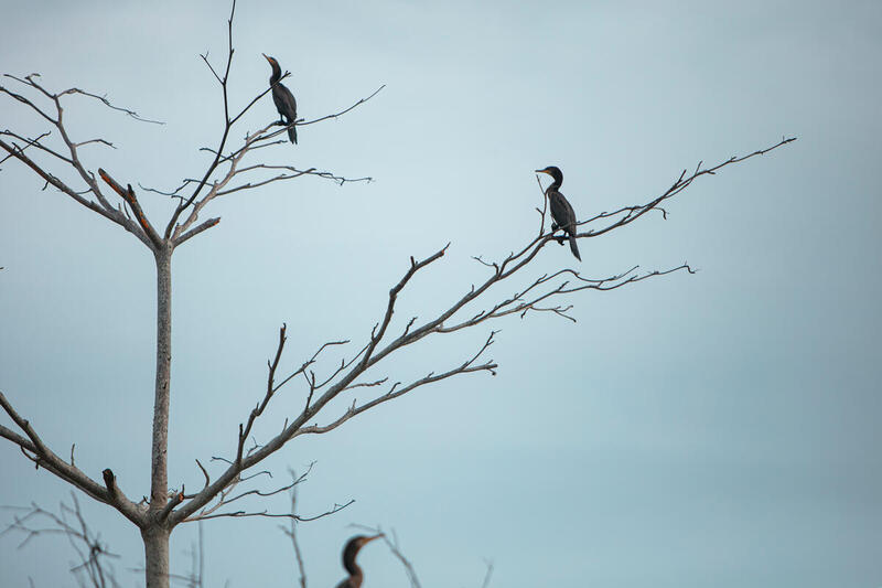 Tendencias ambientales