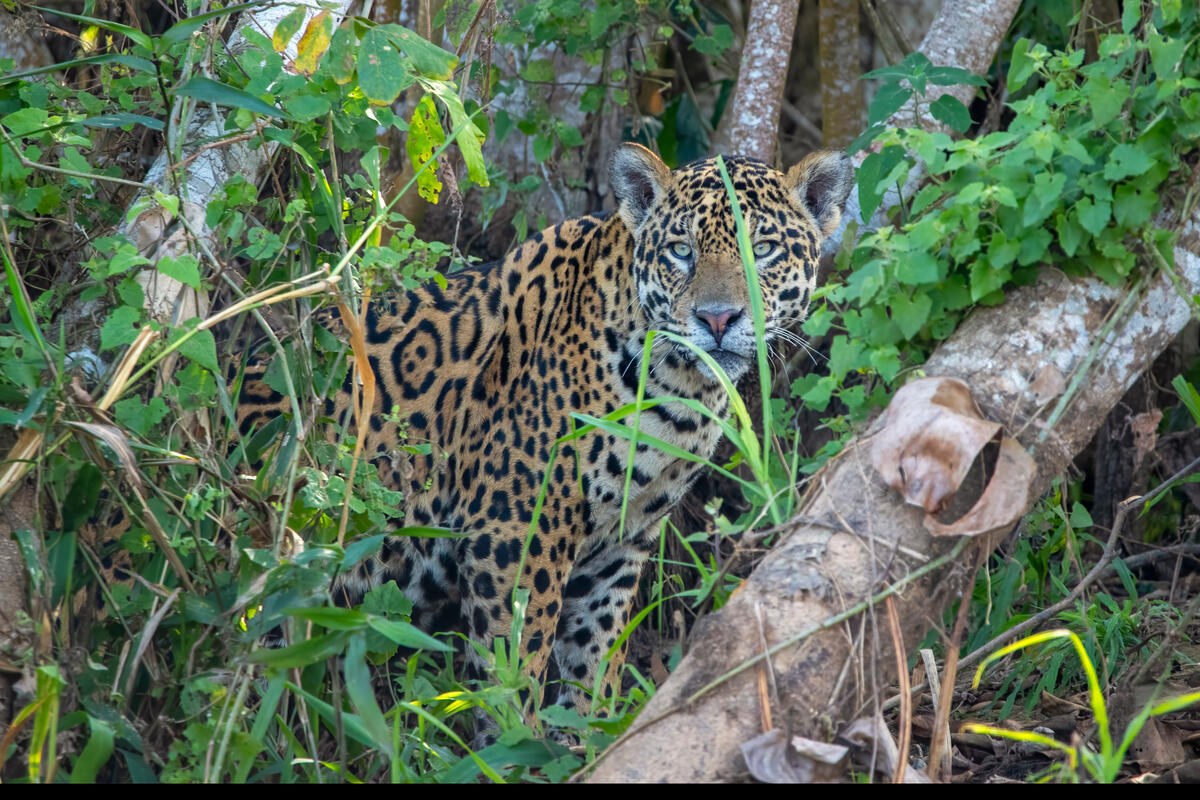 Expansión de áreas protegidas