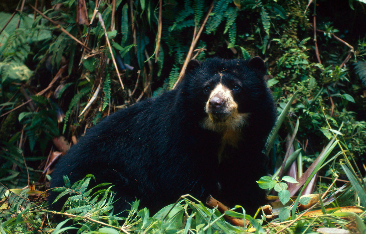 Protección de especies emblemáticas