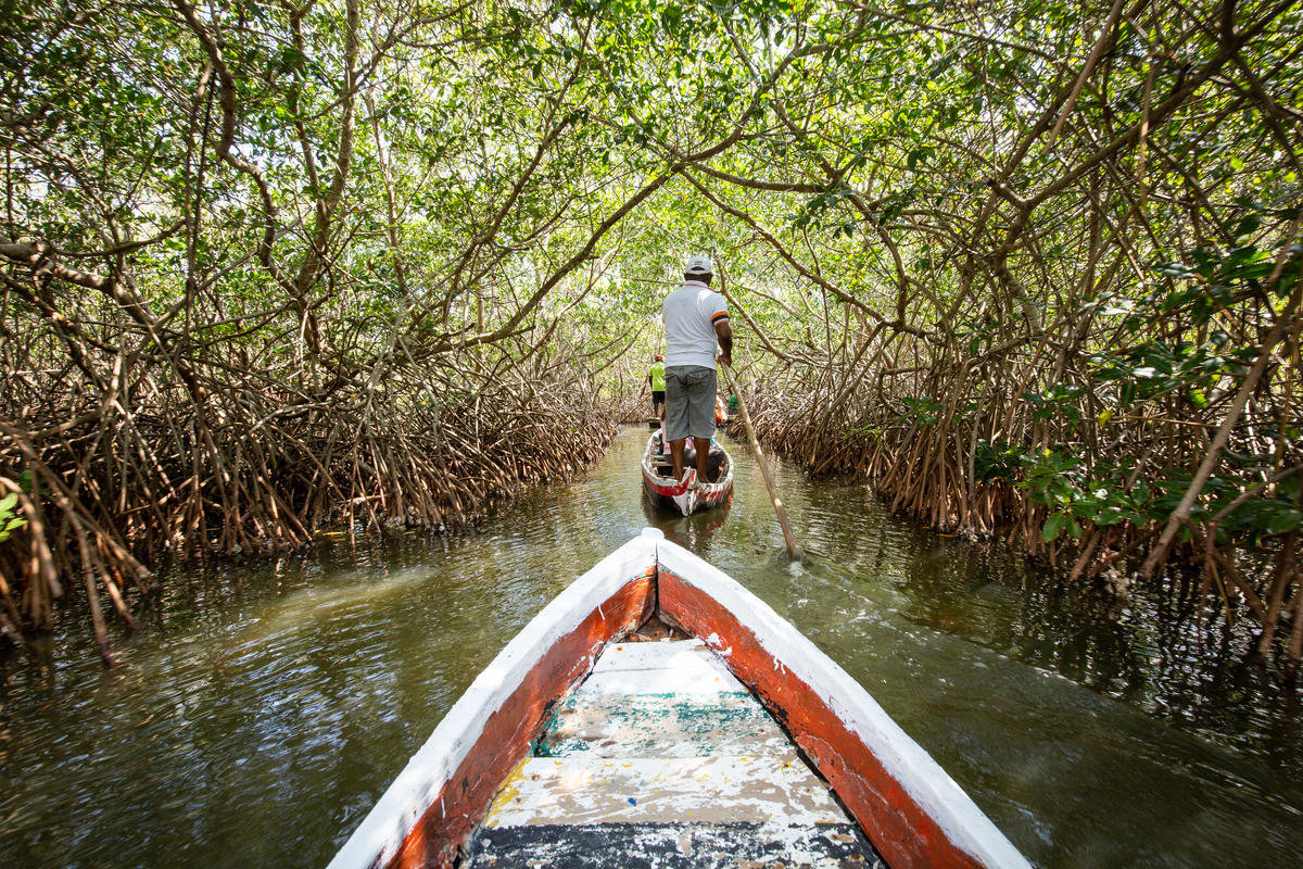 Restauración de ecosistemas