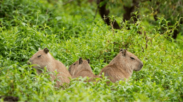 Capibaras